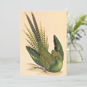 James Sowerby Ground Parrot, Psittacus terrestres