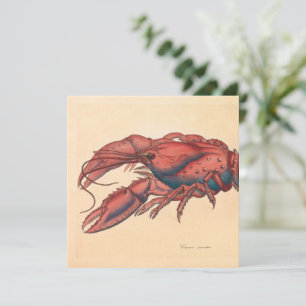 James Sowerby Serrate Lobster