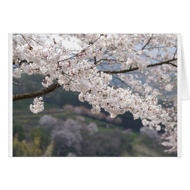 Japan Kumamoto Cherry Blossom (Anverso (Horizontal))