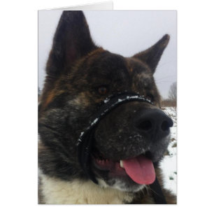 Japanesa akita