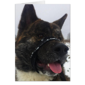 Japanesa akita
