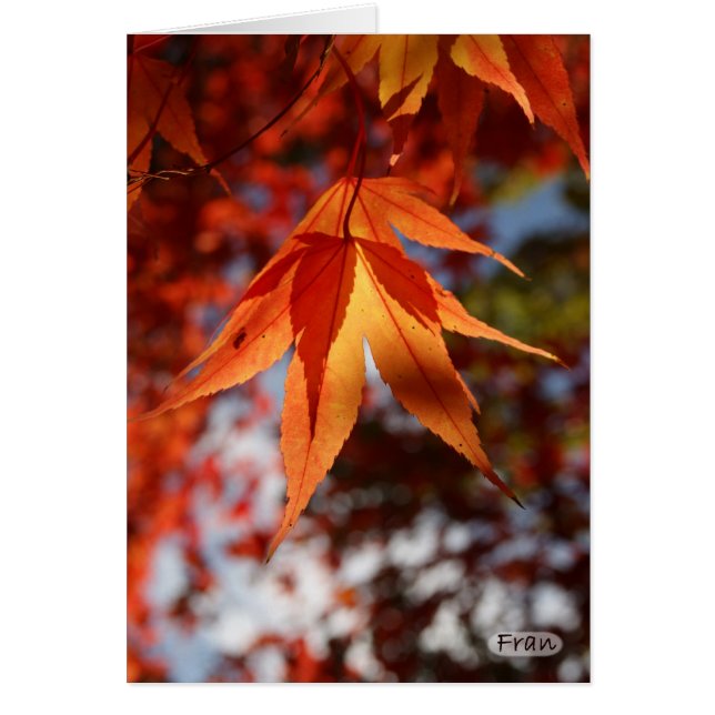 Japanese maple (Frente)