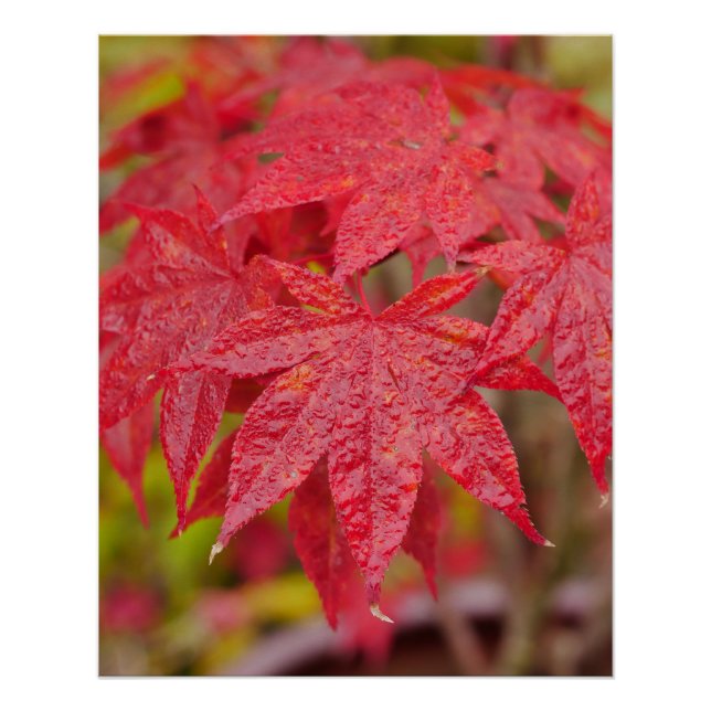 Japanese Maple Leaves Poster (Anverso)