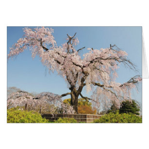 Japón, Kyoto. Cerezo llorón bajo cielo azul