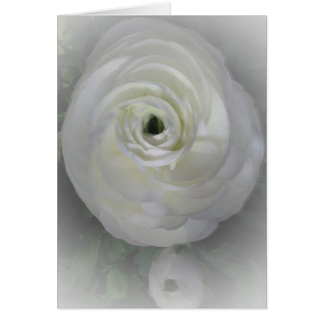 Japonés Camelia (Frente)