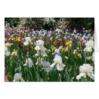 Jardín 4 del iris