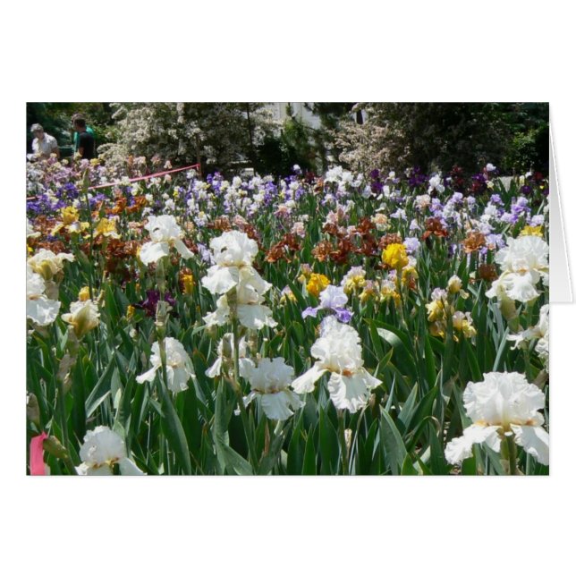 Jardín 4 del iris (Anverso (Horizontal))