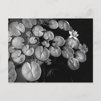 Jardín acuático, postales