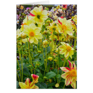 Jardín de dahlias amarillo