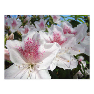 Jardín de flores de azalea Fotografía Florales