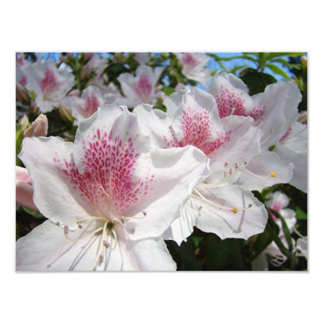 Jardín de flores de azalea Fotografía Florales (Frente)