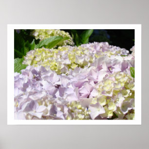 Jardín de flores de Hortensia Impresiones de arte