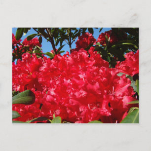 Jardín de flores de Rododendros rojos Tarjetas pos