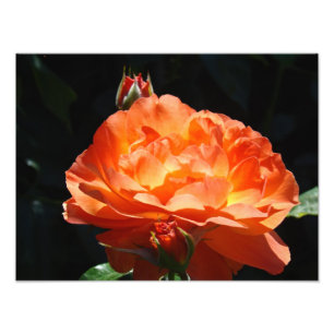 Jardín de flores de rosa fotografía Impresiones de