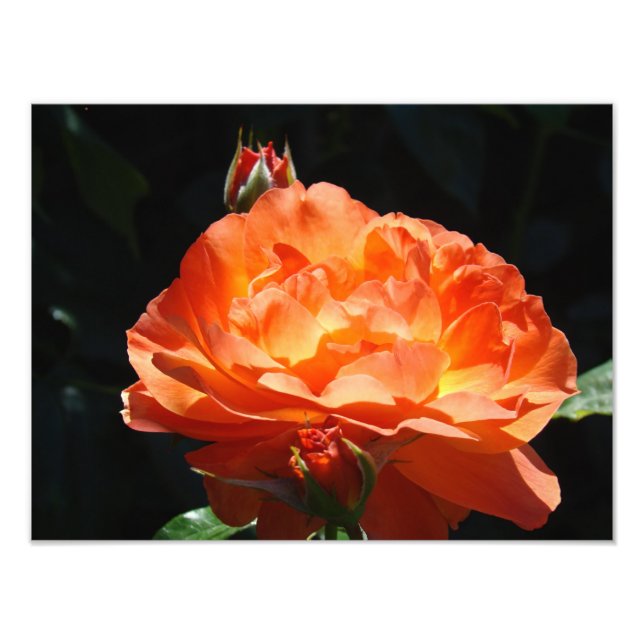 Jardín de flores de rosa fotografía Impresiones de (Frente)
