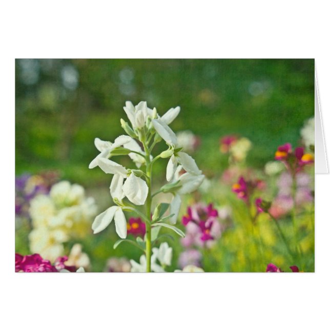 Jardín de fragancias (Anverso (Horizontal))