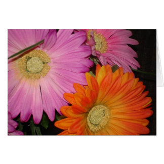 Jardín de la margarita del Gerbera
