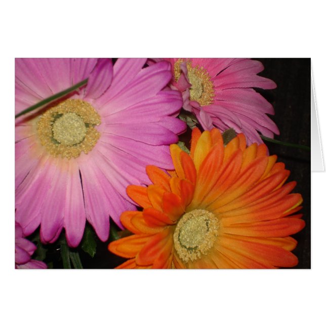 Jardín de la margarita del Gerbera (Anverso (Horizontal))