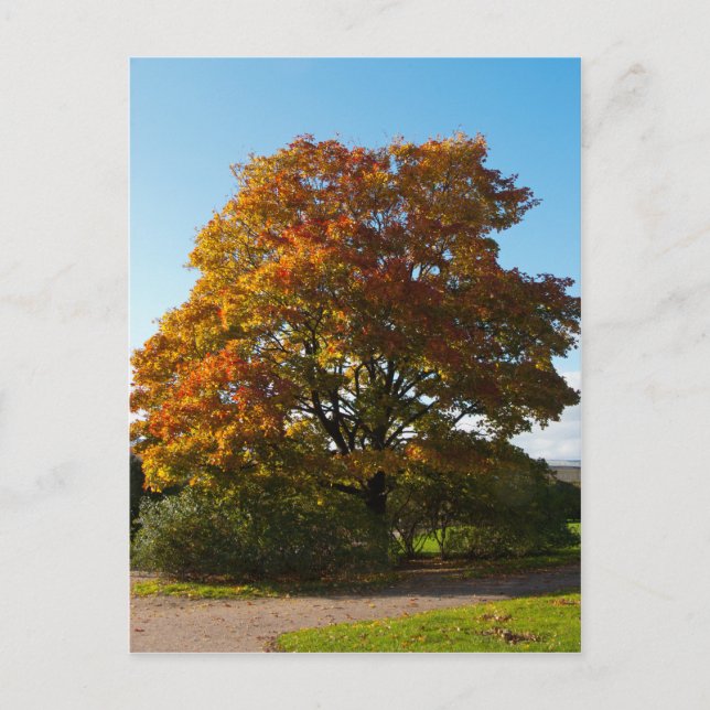 Jardín de Otoño, postal de San Petersburgo Rusia (Anverso)
