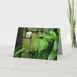 Jardín de piedra: Aristóteles - tarjeta de