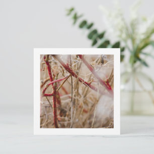 Jardín de tarjetas de negocios Rosas silvestres