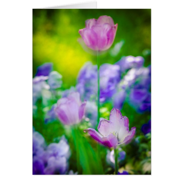 Jardín de tulipanes, Giverny, Francia (Frente)