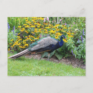 Jardín de verano con postal de Peacock