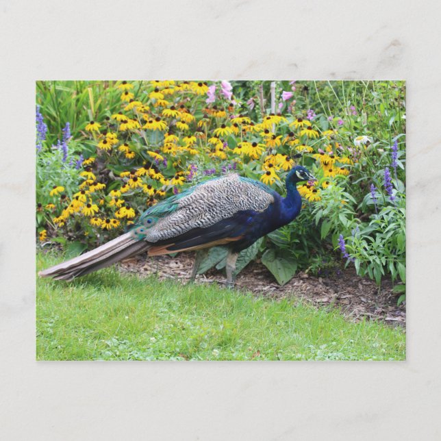 Jardín de verano con postal de Peacock (Anverso)