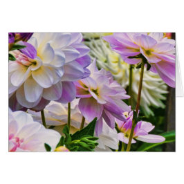 Jardín de verano de flores de Dahlia