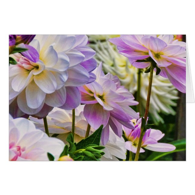 Jardín de verano de flores de Dahlia (Anverso (Horizontal))