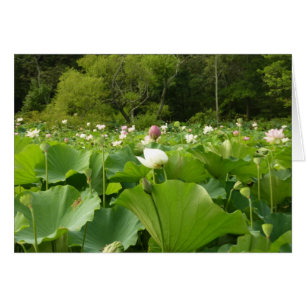 Jardín de verano de Lotus Flowers