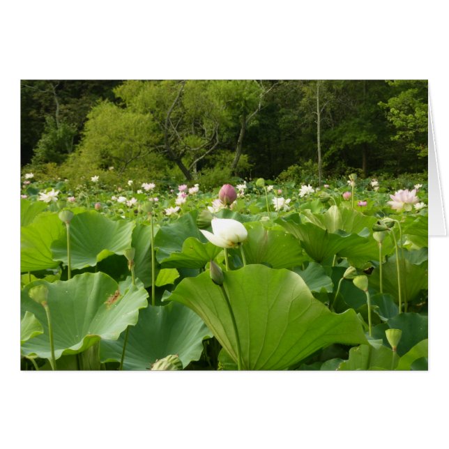 Jardín de verano de Lotus Flowers (Anverso (Horizontal))