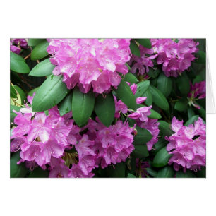 Jardín del rododendro