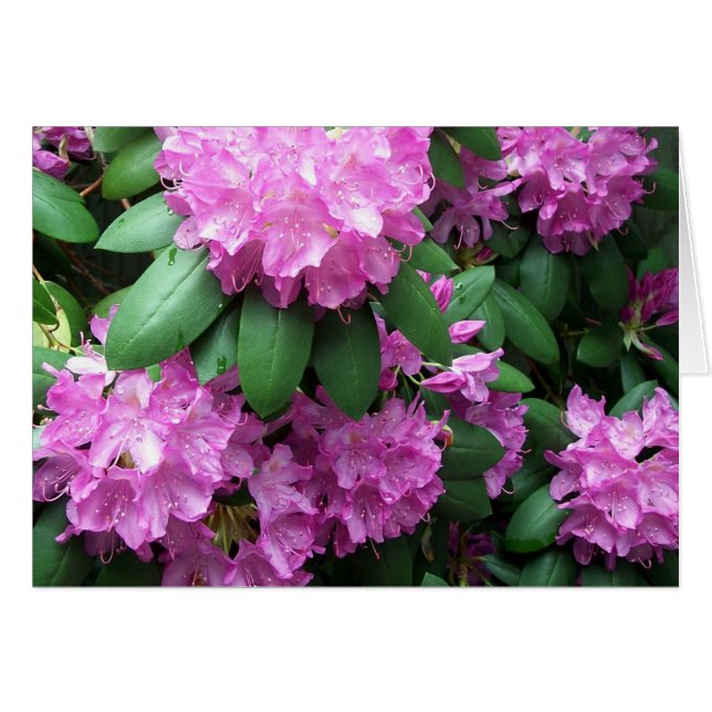 Jardín del rododendro (Anverso (Horizontal))