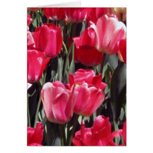 Jardín del tulipán