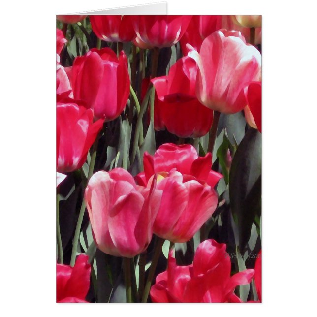 Jardín del tulipán (Frente)