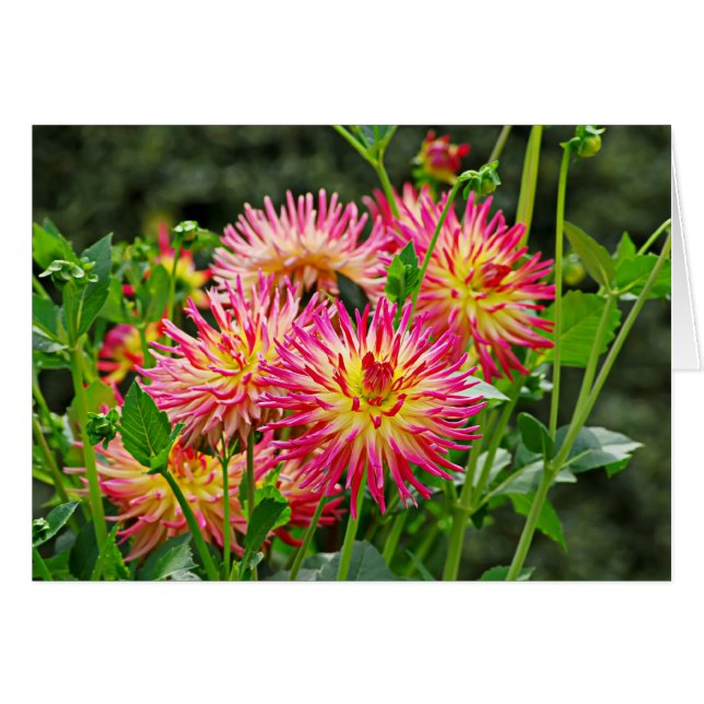 Jardin des Plantes-1 (Anverso (Horizontal))