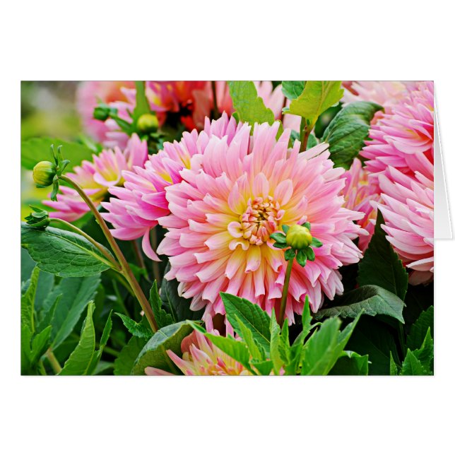 Jardin des Plantes-4 (Anverso (Horizontal))