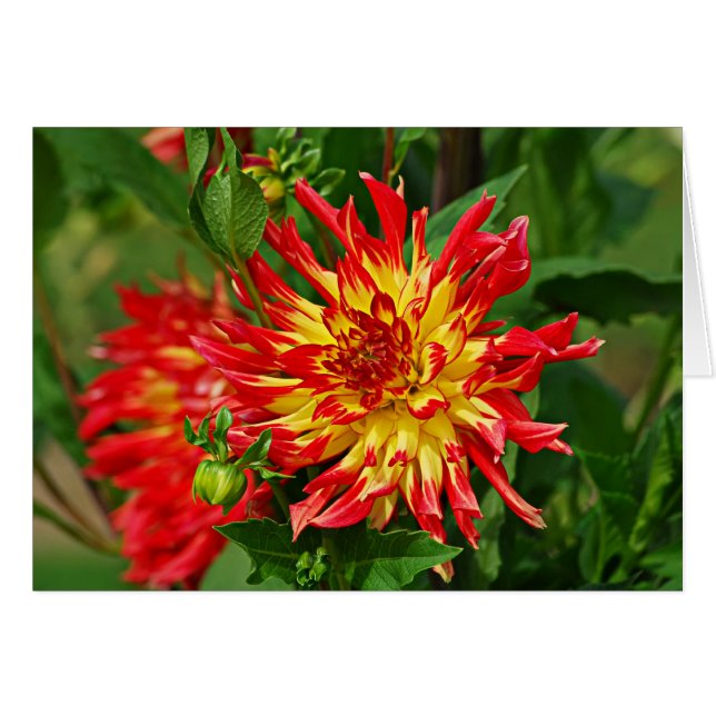 Jardin des Plantes-5 (Anverso (Horizontal))