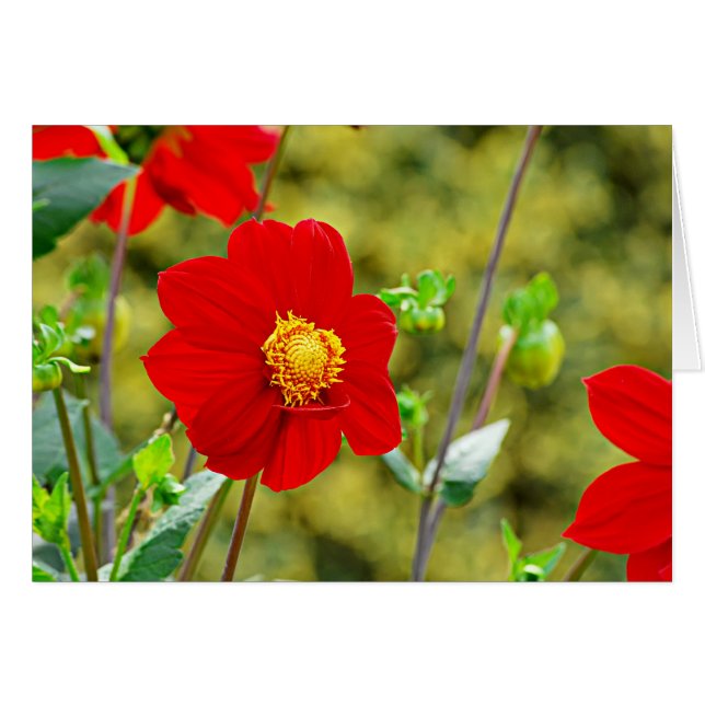 Jardin des Plantes-7 (Anverso (Horizontal))
