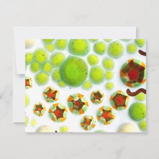 jardín n.º 7 (Anverso)