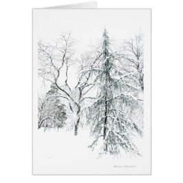 Jardín público de Boston