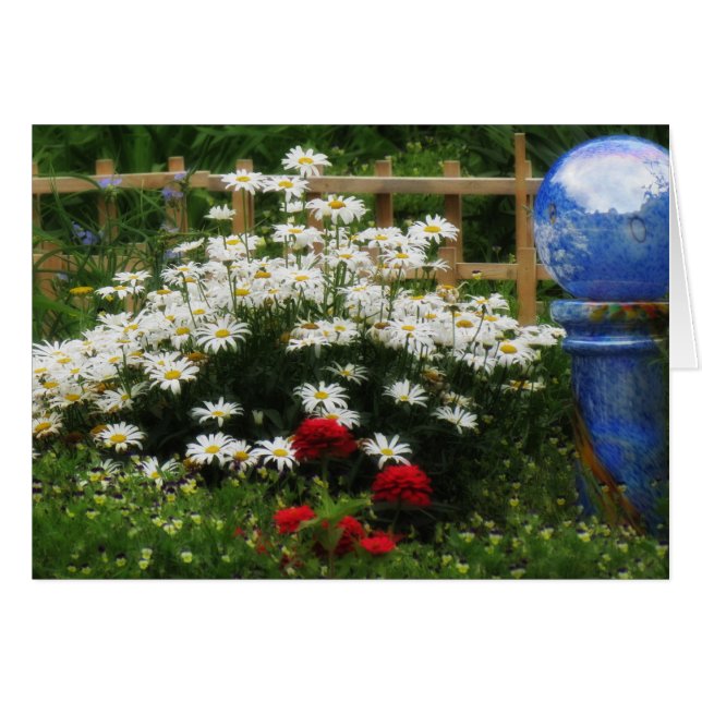 Jardín Shasta - Daisies (Anverso (Horizontal))