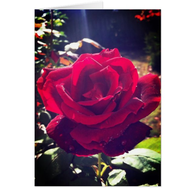 Jardín subió (Frente)