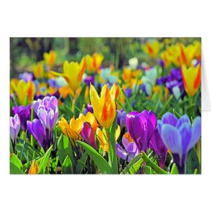 JARDINES DE KEUKENHOF, HOLANDA
