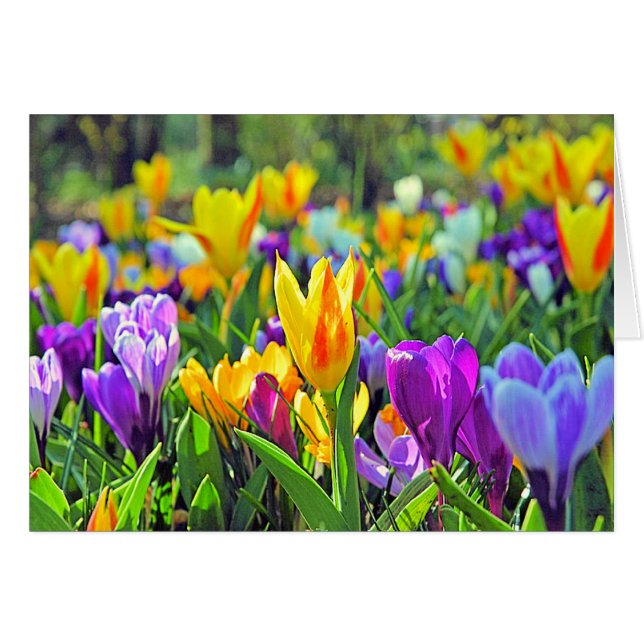 JARDINES DE KEUKENHOF, HOLANDA (Anverso (Horizontal))