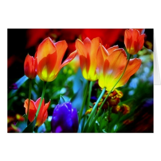 JARDINES DE KEUKENHOF, LISSE HOLANDA (Anverso (Horizontal))