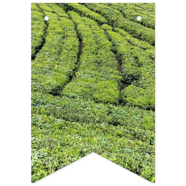 Jardines de té de Munnar en banderas de bunting (Primera bandera)