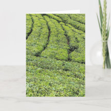 Jardines de té de Munnar en tarjeta de felicitació