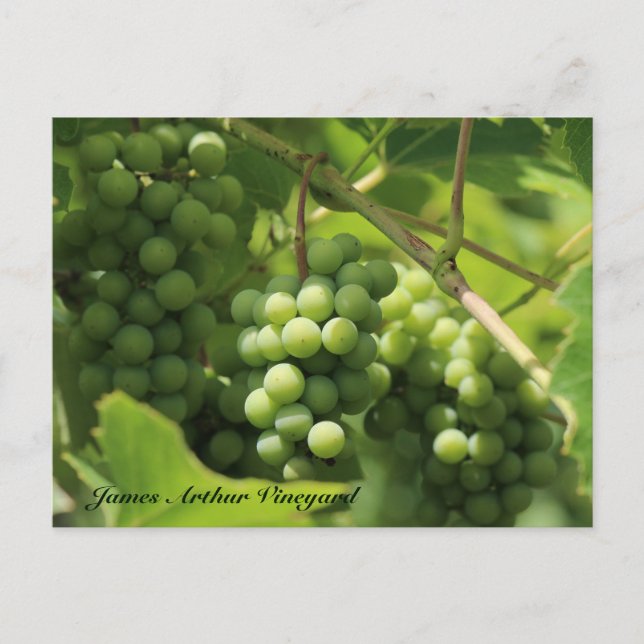 JAV Green. postal de Santa Cruz 10 (Anverso)